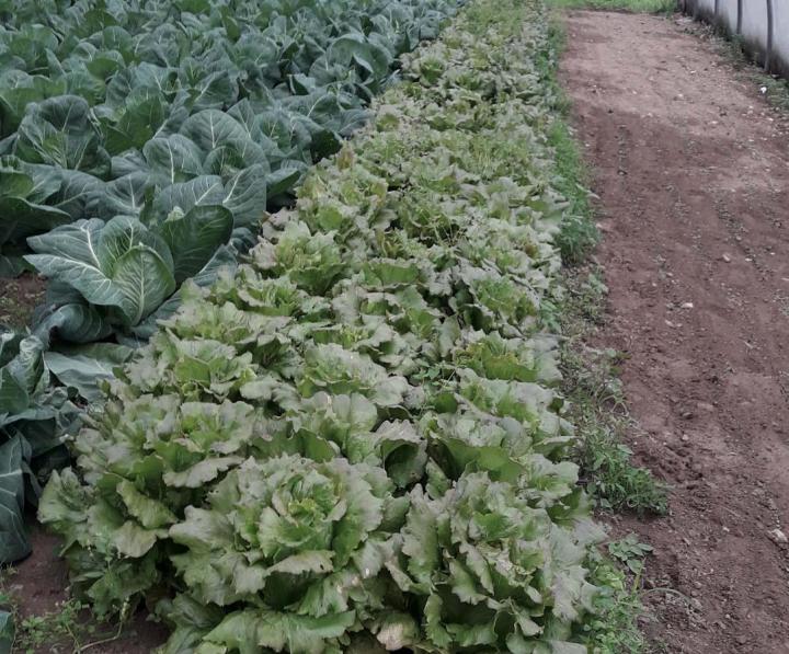 Cultures maraîchères Meyssac