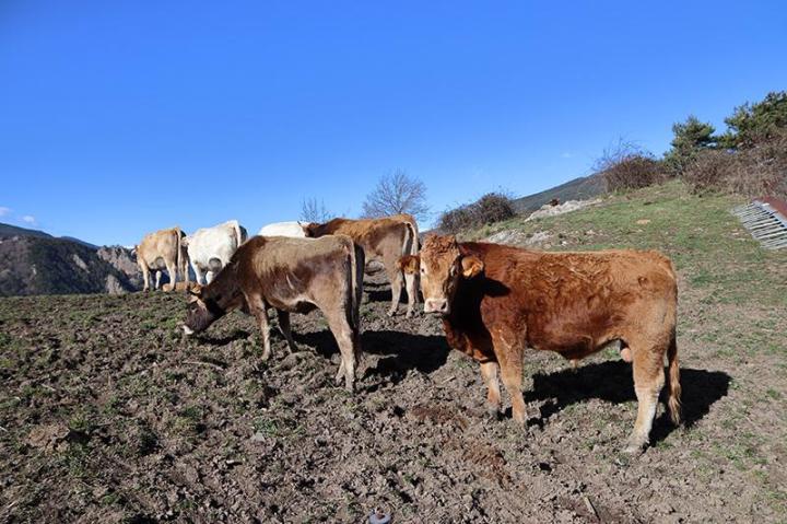 Production de veaux Meyssac